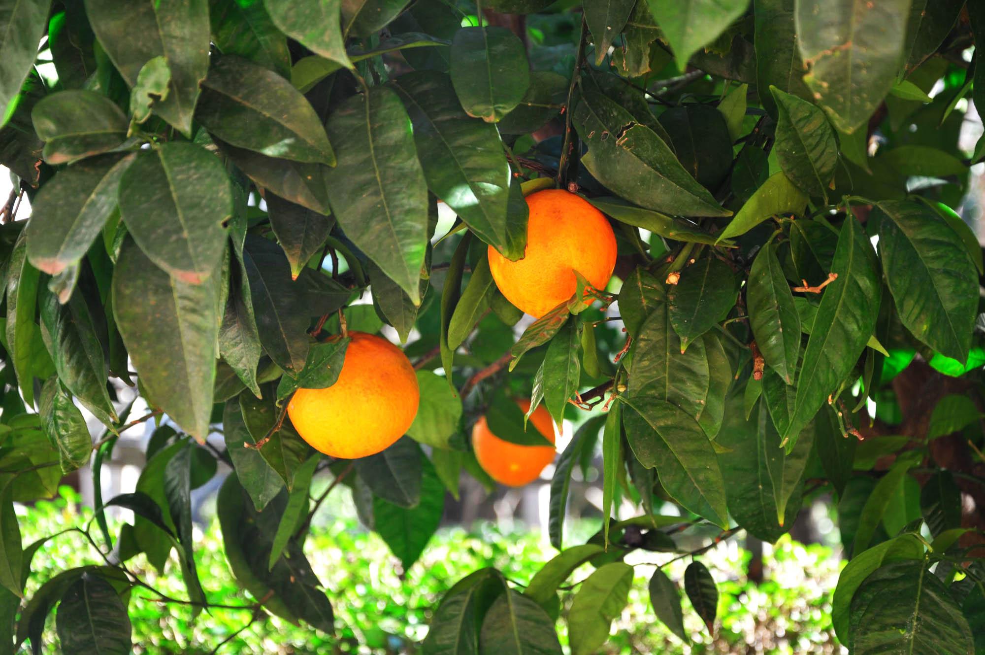 Apartments Orange بودفا المظهر الخارجي الصورة