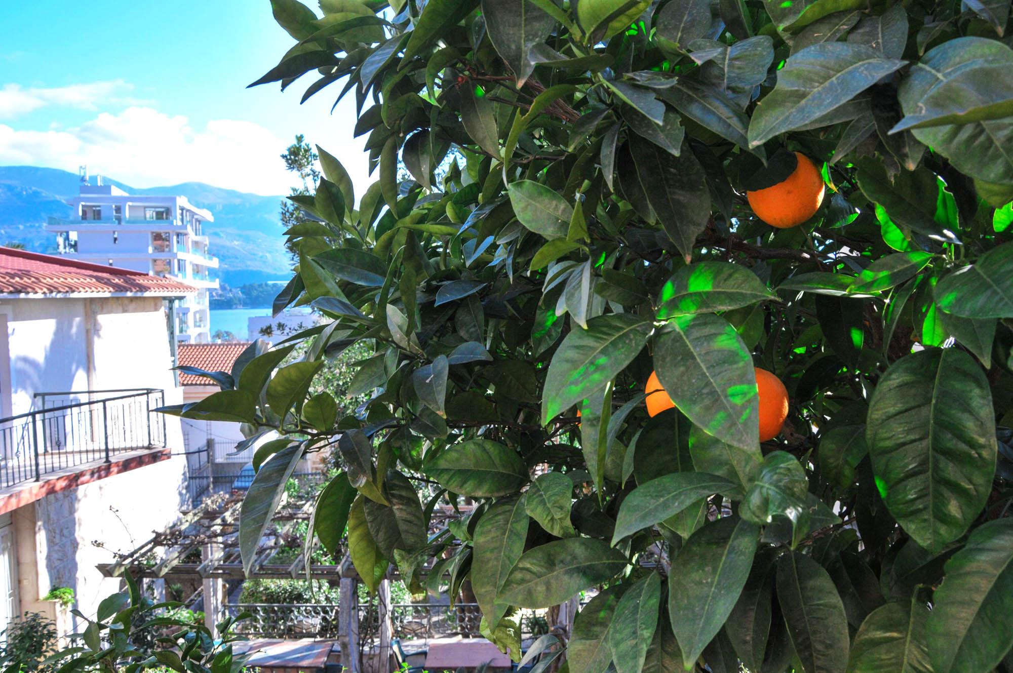 Apartments Orange بودفا المظهر الخارجي الصورة