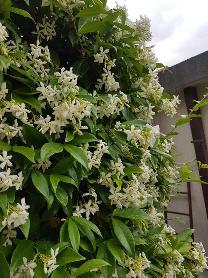 Apartments Orange بودفا المظهر الخارجي الصورة